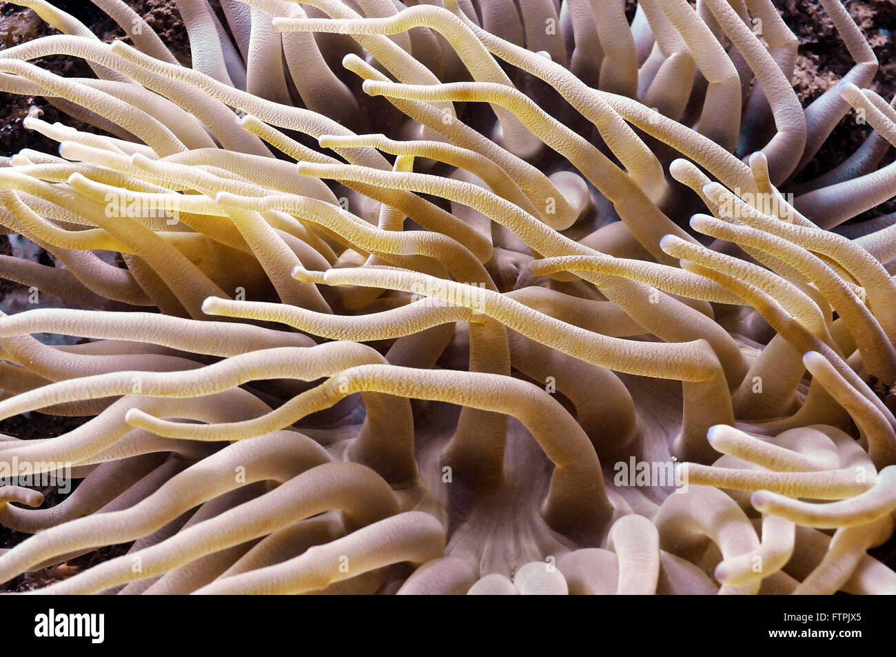 Underwater pictures on the Brazilian coast - sea-anemone - Condylactis gigantea Stock Photo