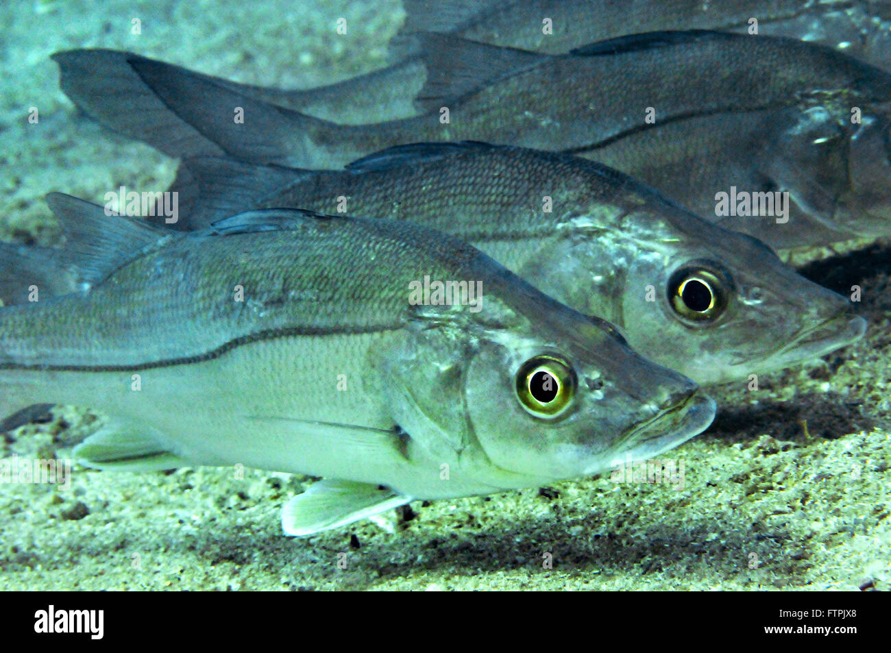 Underwater pictures on the Brazilian coast - white bass - undecimalis Centropomus Stock Photo