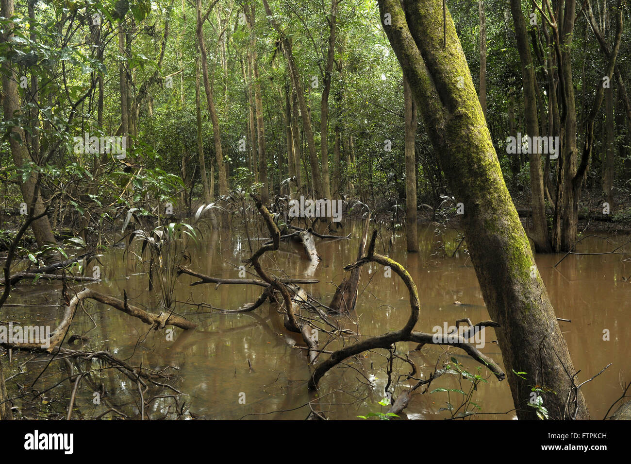 Igapo forest in the Amazon forest - wetland area Stock Photo