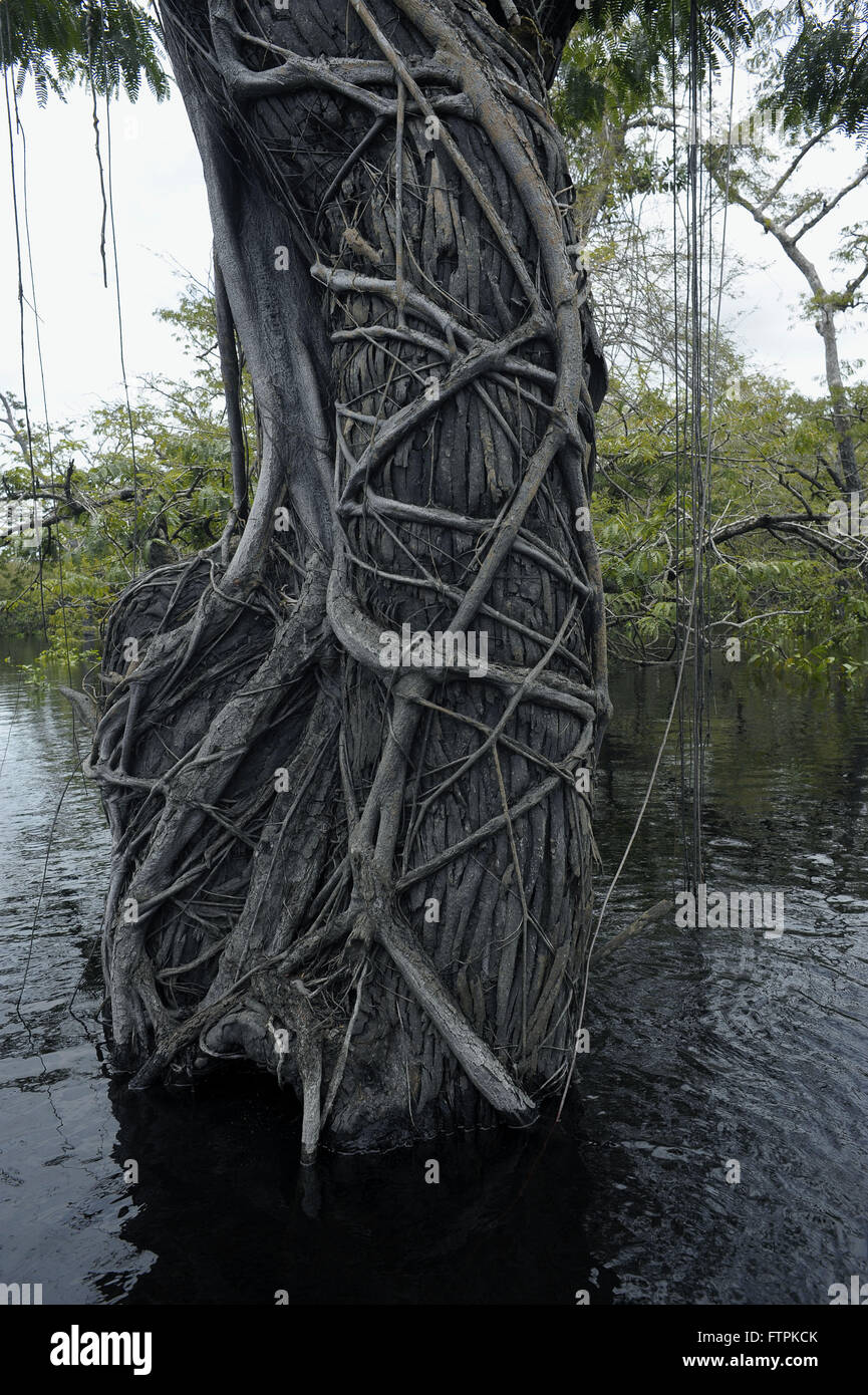 Trunk with cipo in igapo forest in the Amazon forest - Lake Maquari Stock Photo