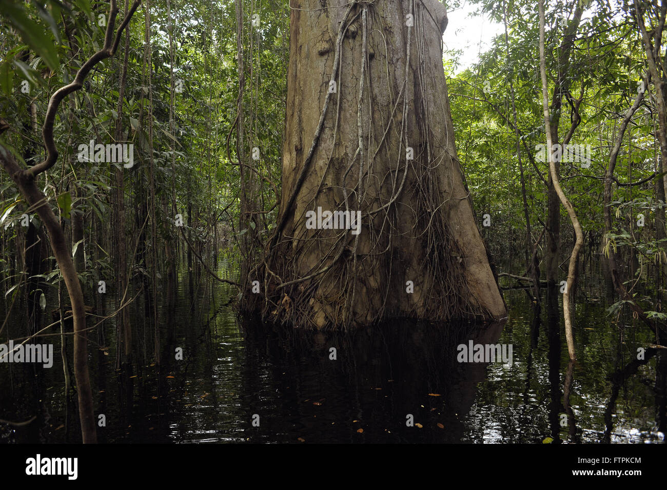 Trunk of tree in woods in Anavilhanas Archipelago - Black River Stock Photo