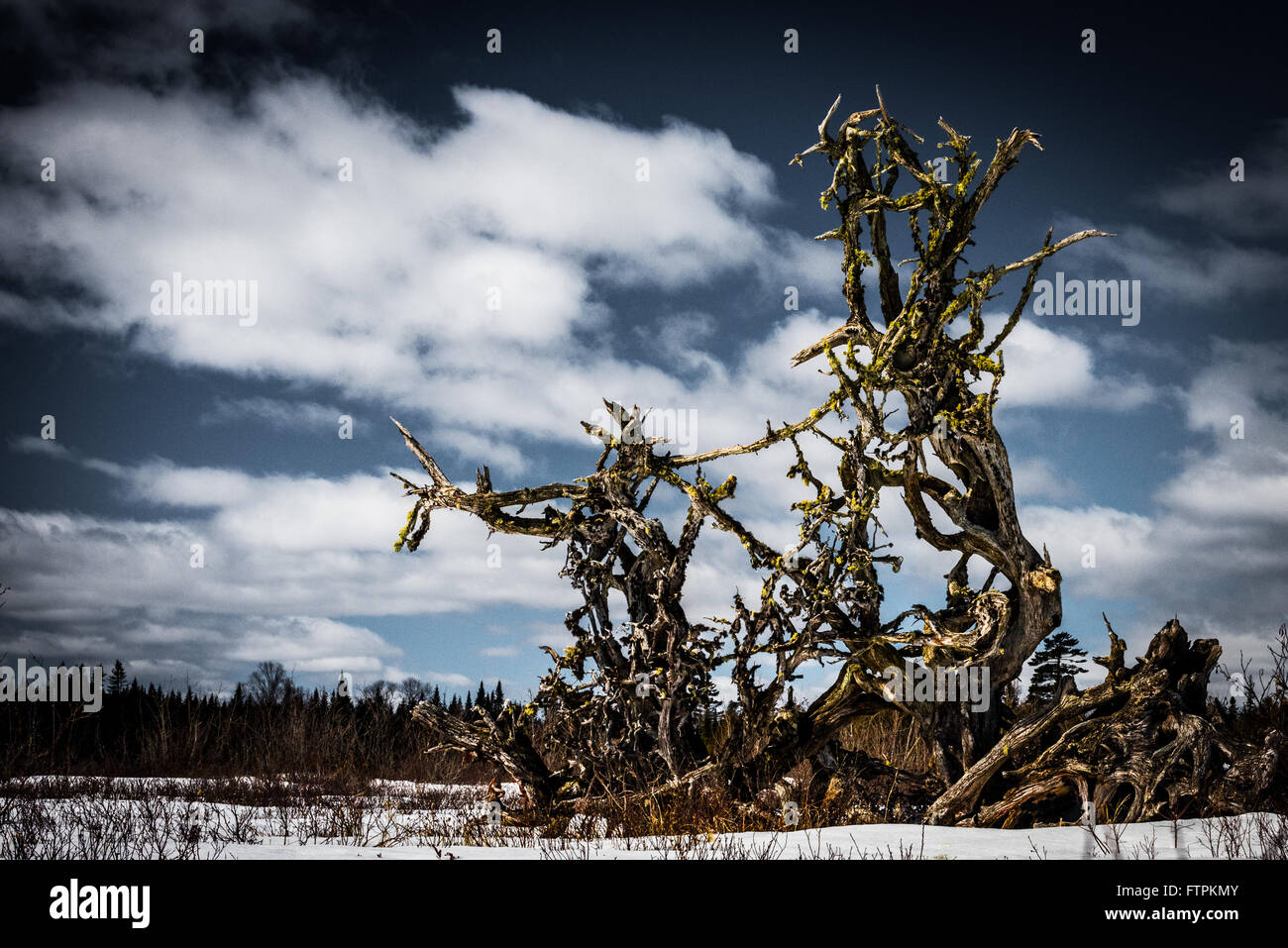 Roots of a fallen tree extend skeleton like towards the  sky where a brook empties into a lake.  The roots seem to point out over the frozen lake. Stock Photo