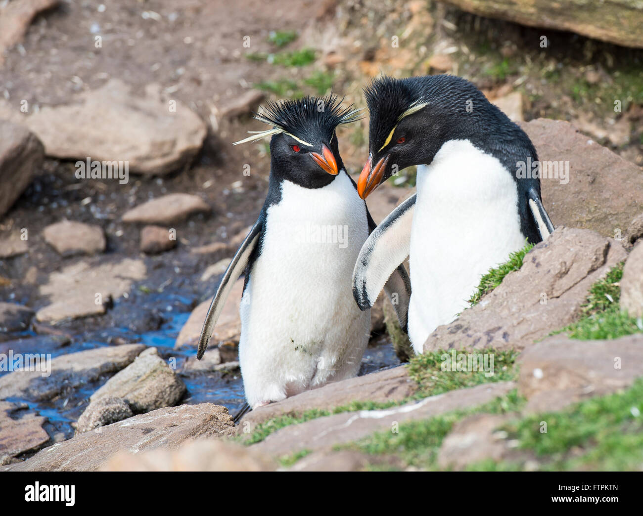 Rockhopper penguins one beaach Stock Photo