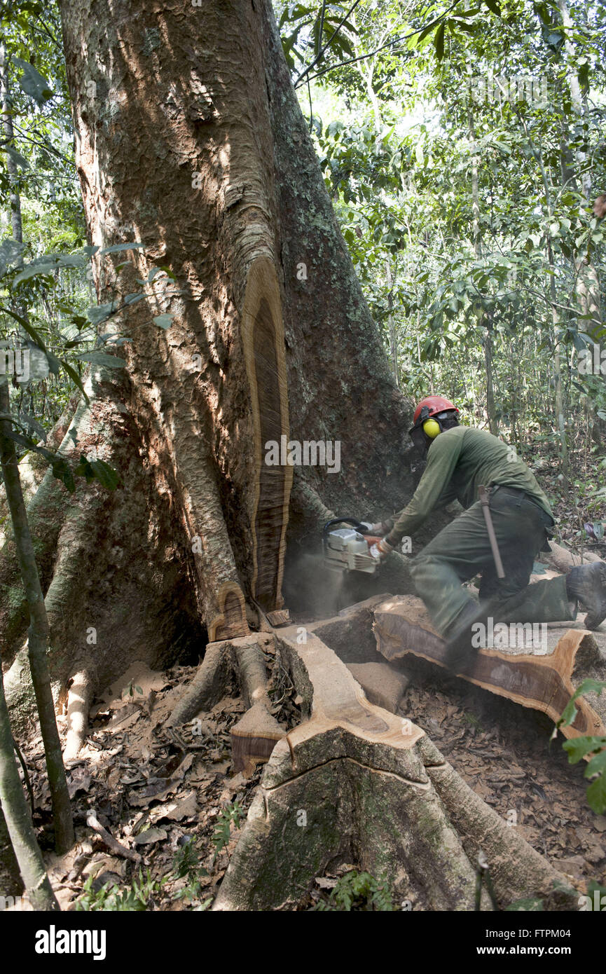 Tree Settlement Cut tree - Settlement Project Chico Mendes Extractive - Rubber ...