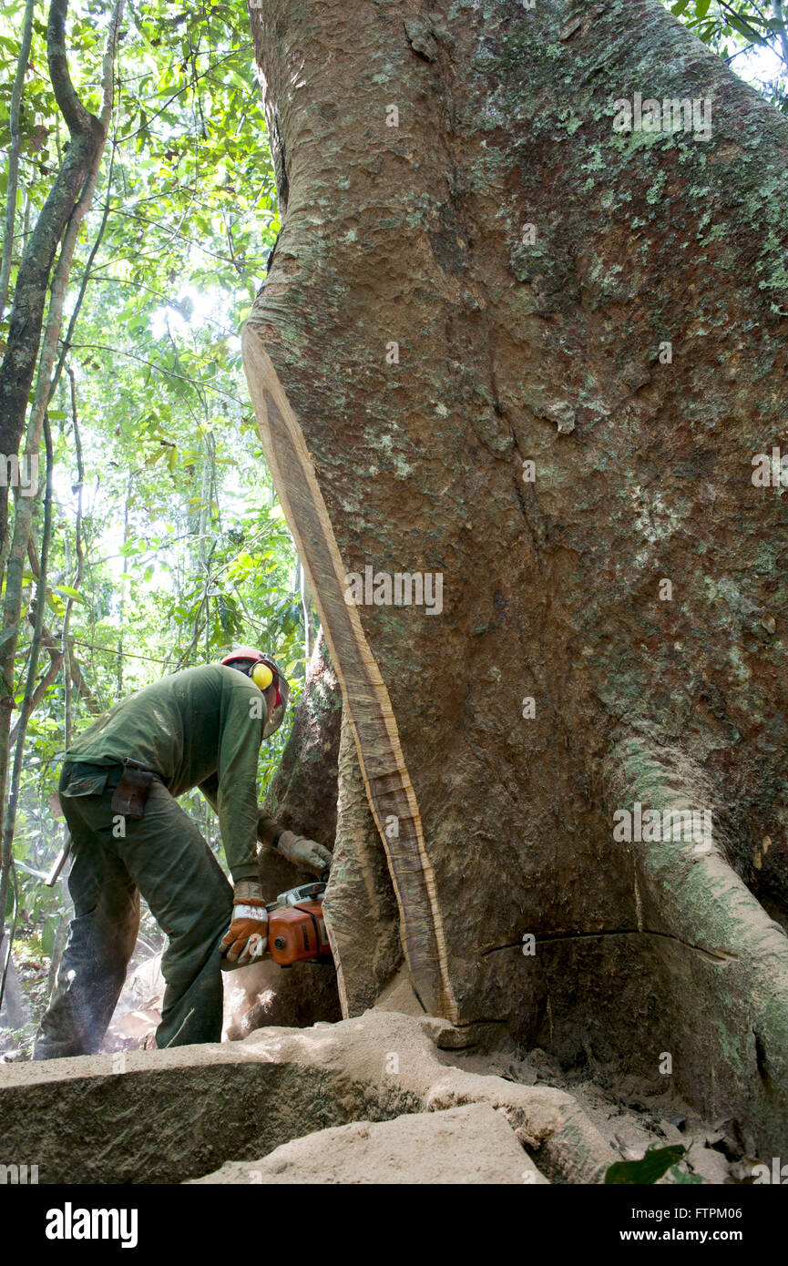 Tree Settlement Cut tree - Settlement Project Chico Mendes Extractive - Rubber ...