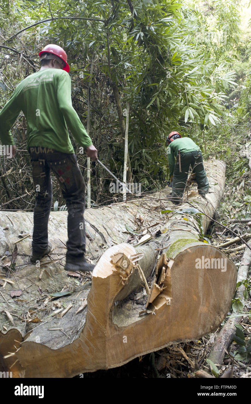 Tree Settlement Tree for project hi-res stock photography and images - Alamy