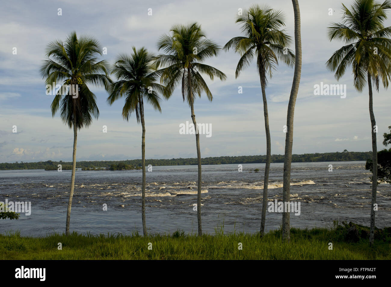 Coconut trees on the bank of the Rio Negro in Sao Gabriel da Cachoeira Stock Photo