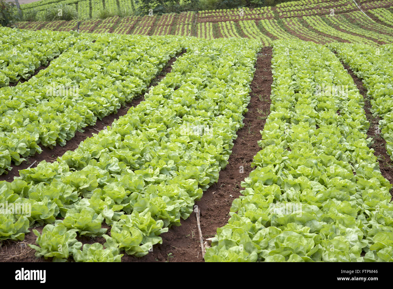 Planting lettuce in Serra Fluminense Stock Photo