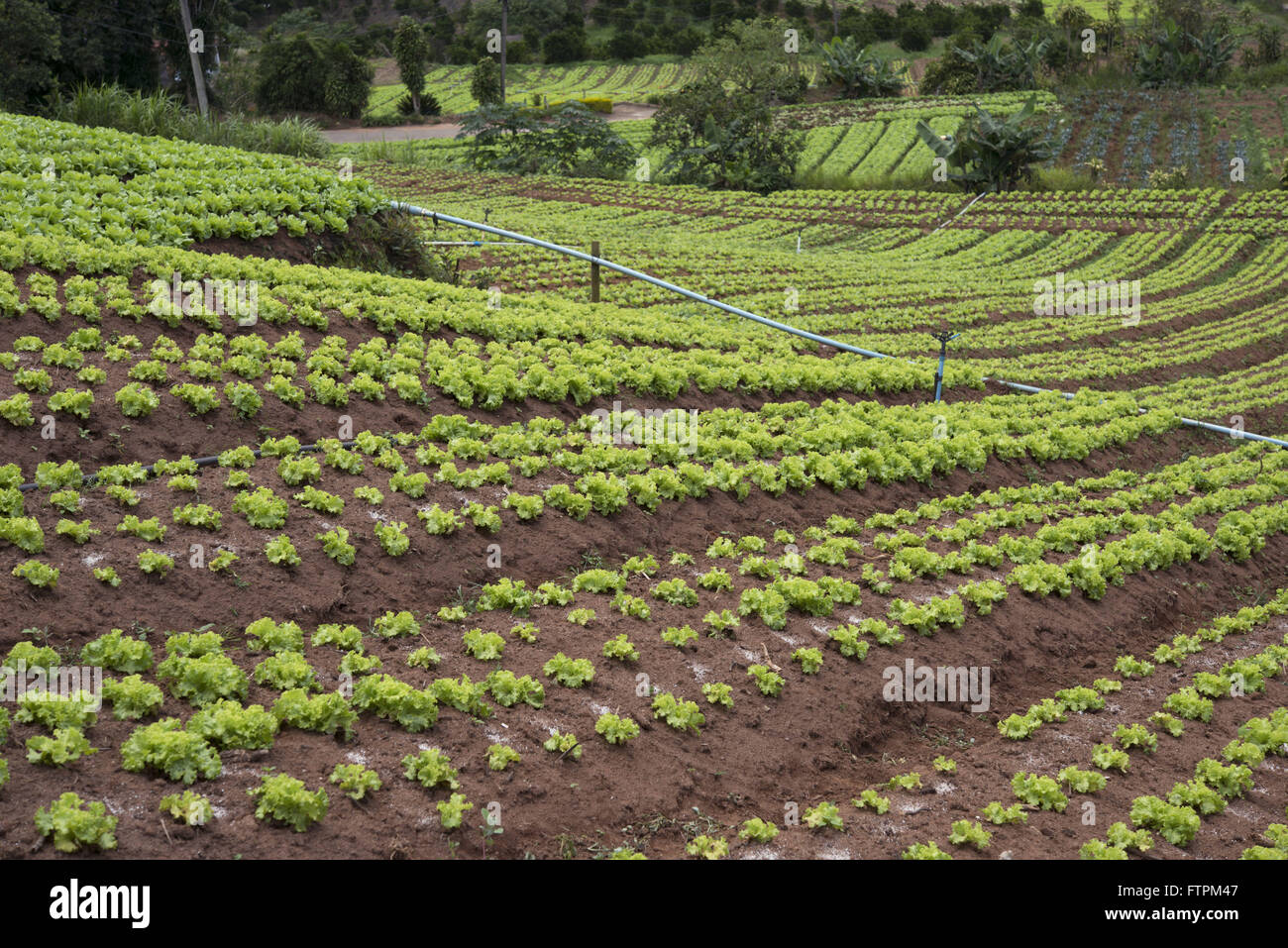Planting lettuce in Serra Fluminense Stock Photo