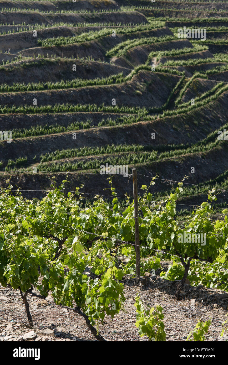 Grapes production hires stock photography and images Alamy