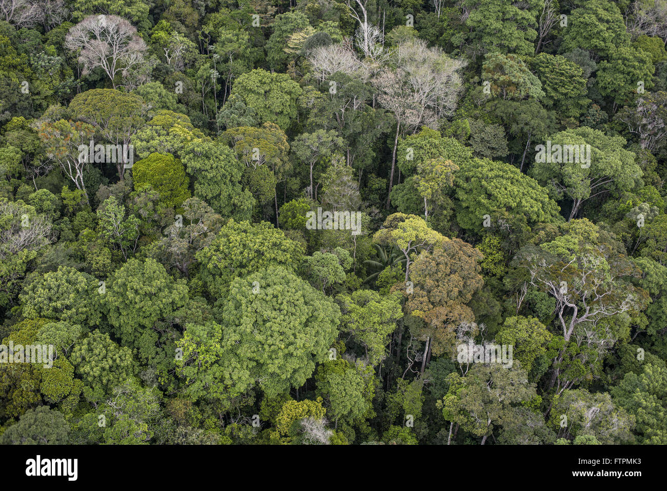 Aerial view of Mount Roraima National Park Stock Photo - Alamy