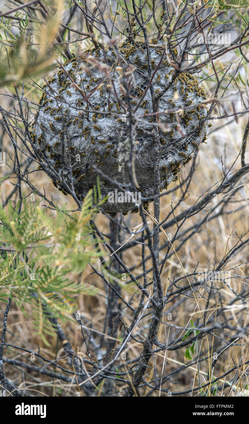 Wasp nest in the region of Serra Grande Stock Photo