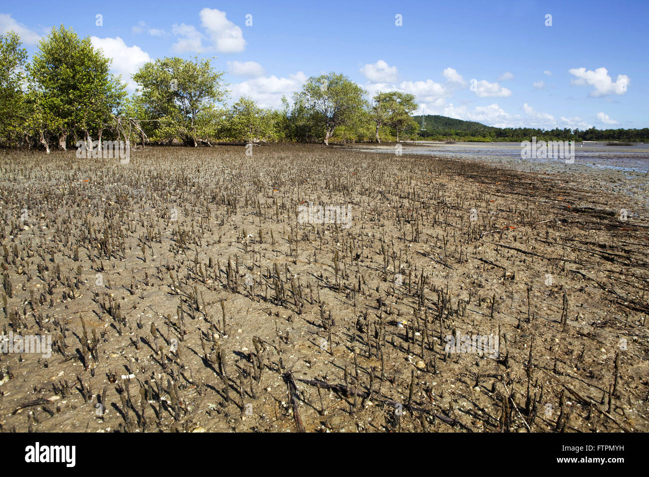 Mangrove in Baia de Todos os Santos Bay - Reconcavo Baiano Stock Photo