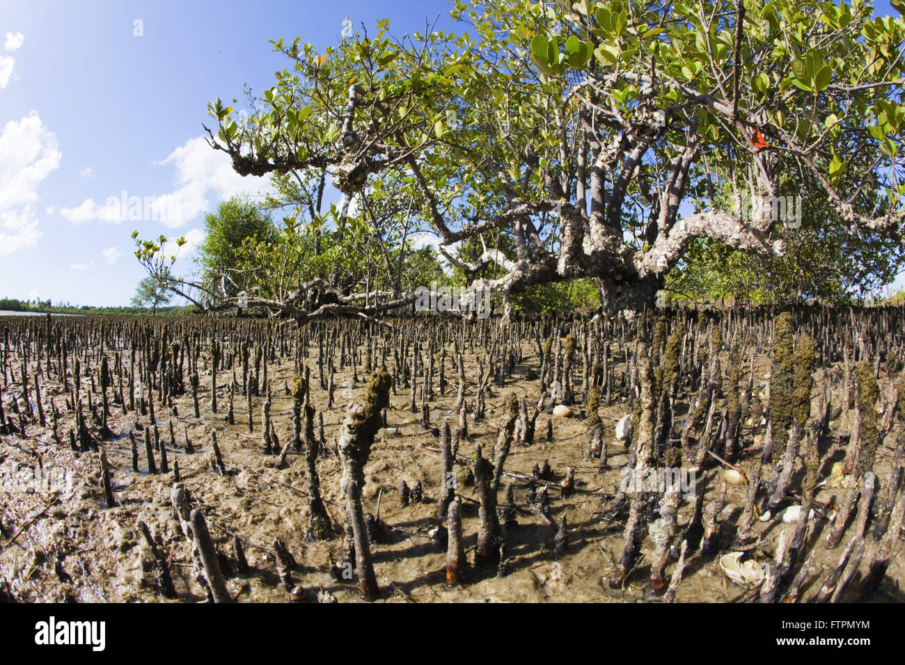 Mangrove in Baia de Todos os Santos Bay - Reconcavo Baiano Stock Photo