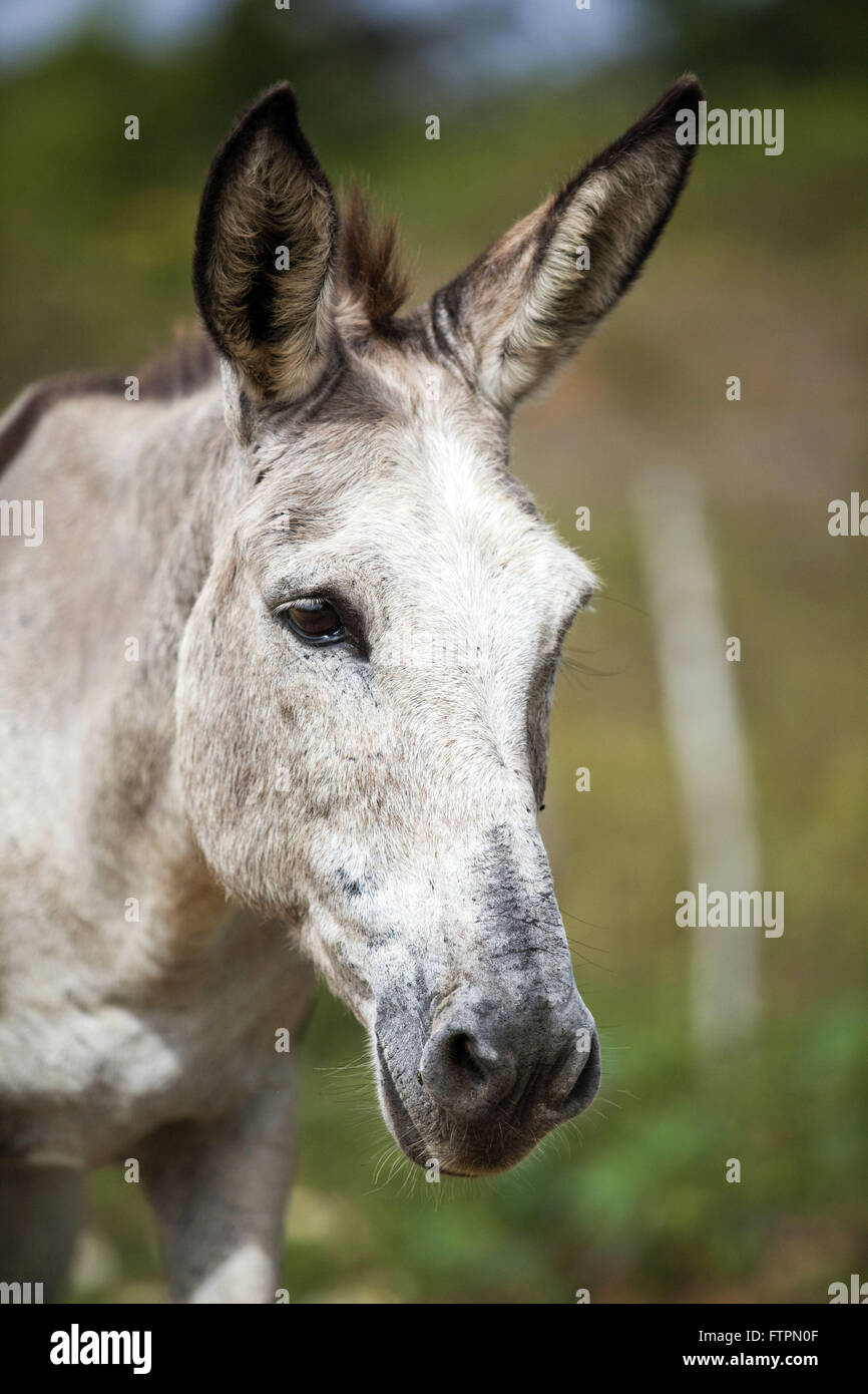 Donkey in rural scouring the city of Cachoeira Stock Photo