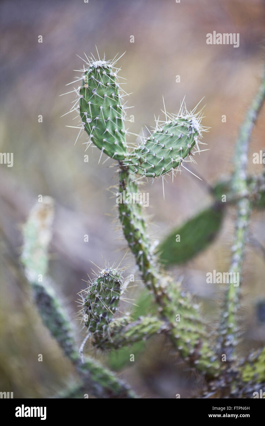 Detail of Paddling - Opuntia palmadora - during the dry backlands of Bahia Stock Photo