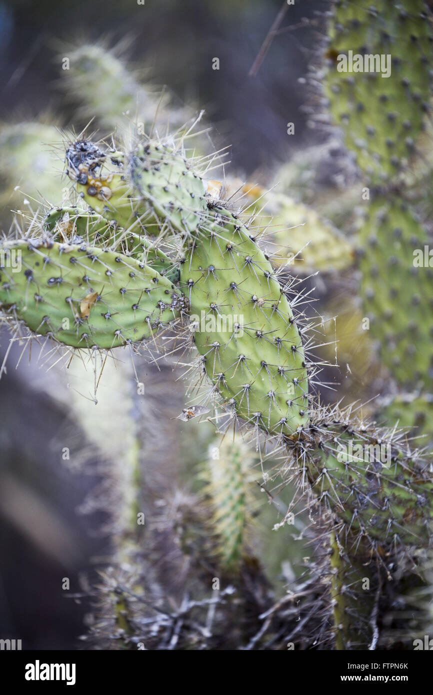 Detail of Paddling - Opuntia palmadora - during the dry backlands of Bahia Stock Photo