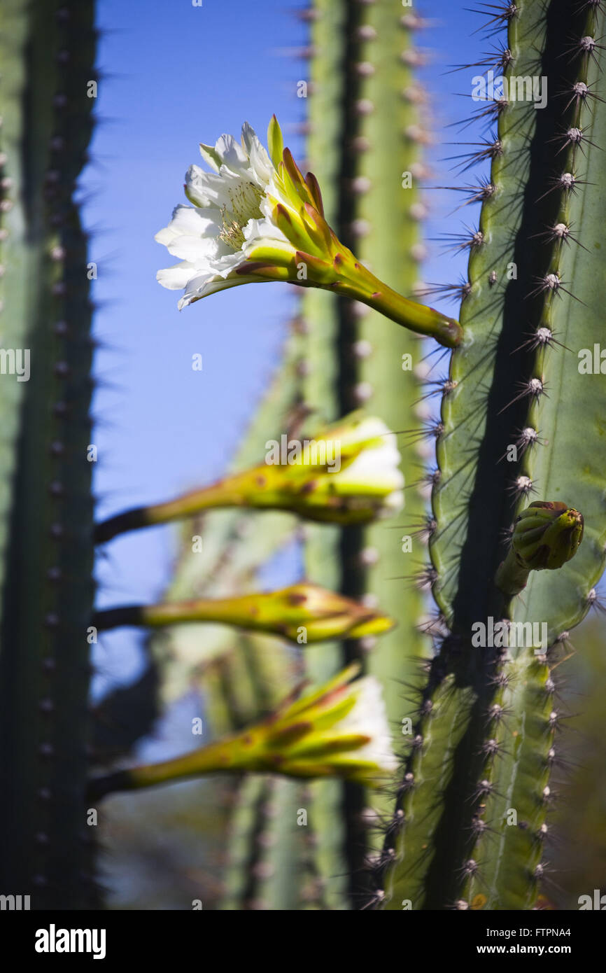 Cactus Flower mandacaru - characteristic cactus scrub - Cereus Jamacaru Stock Photo