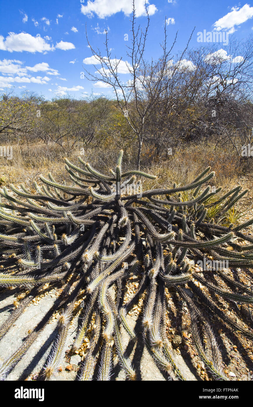 Cactus xique-xique the landscape of savanna backlands of Pernambuco Stock Photo