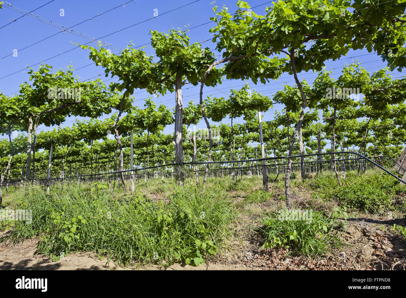 Drip irrigation in grape plantation system in the river Sao Francisco Valley Stock Photo