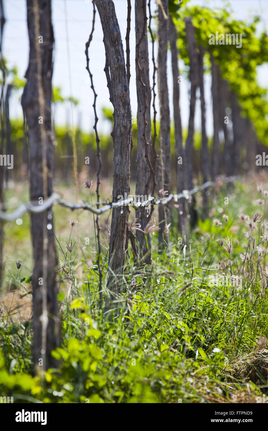 Drip irrigation in grape plantation system in the river Sao Francisco Valley Stock Photo