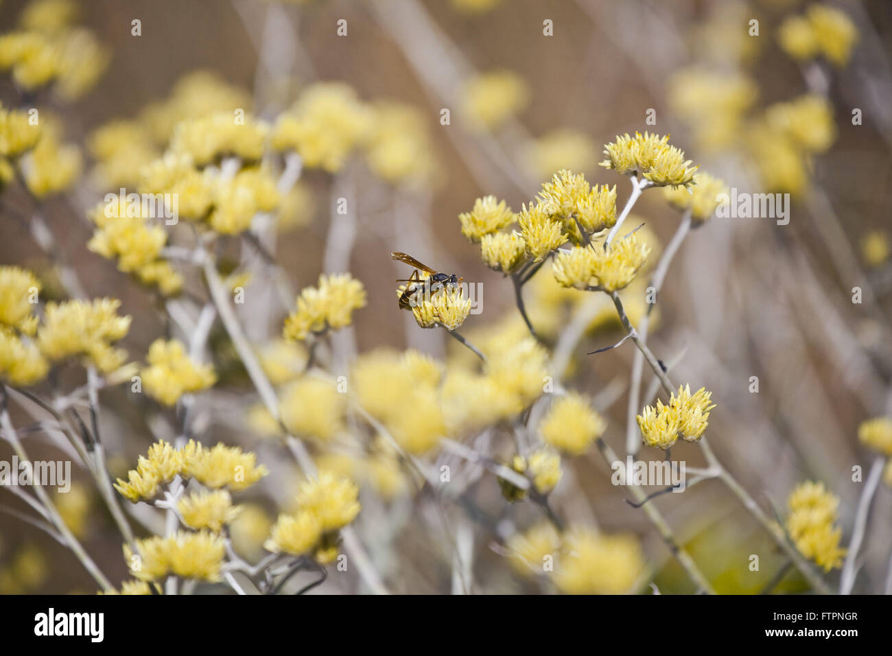 Detail chamomile flowers - Achyrocline satureioides - Sierra de Figureheads Stock Photo