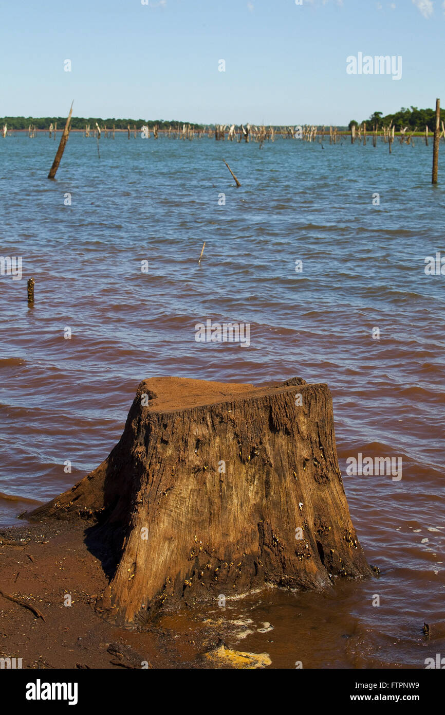 Trunks of dead trees in the indigenous reservation of the tribe Ava ...