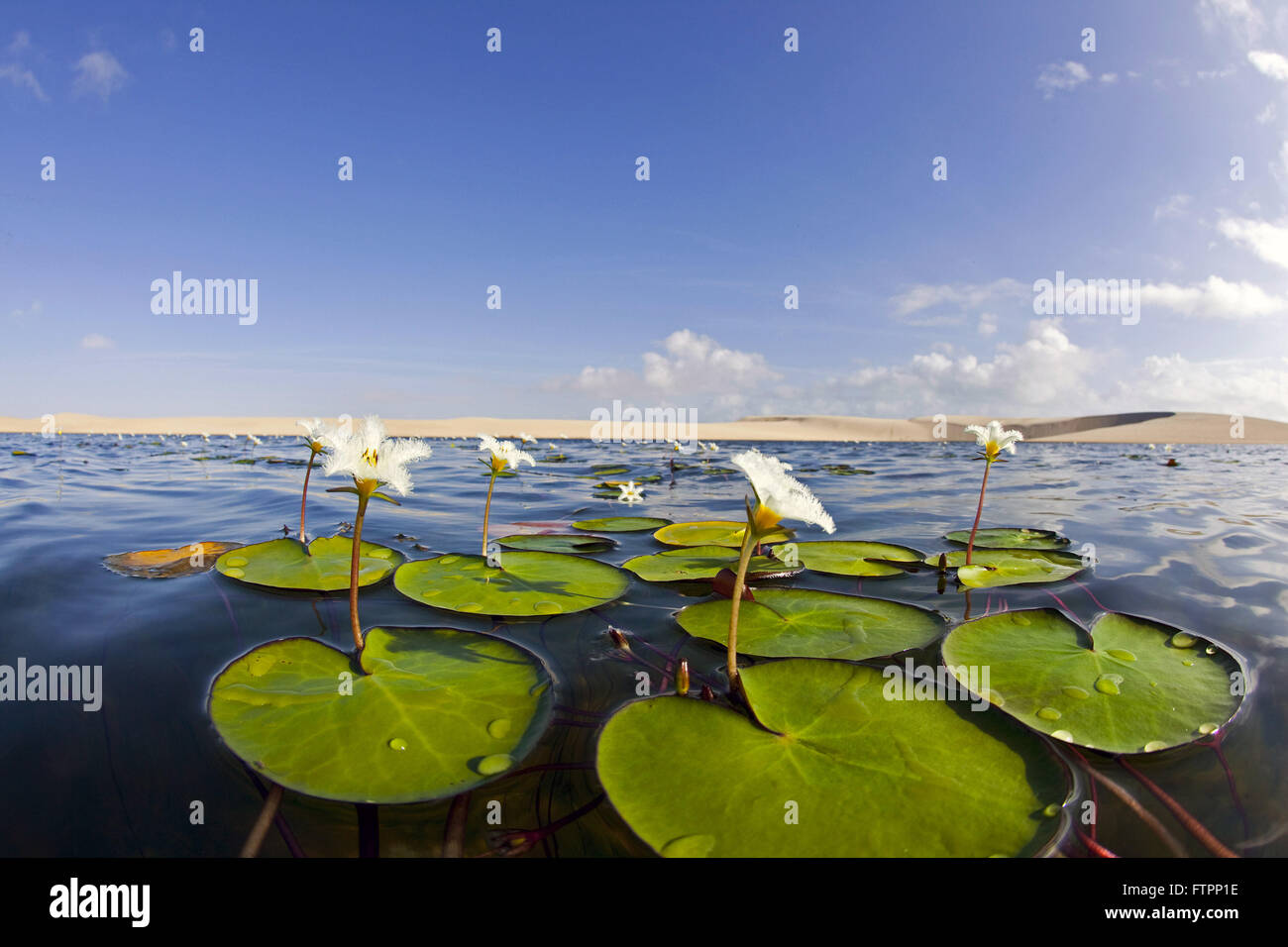 Aquatic plant pond in Maranhao National Park of Lencois Stock Photo