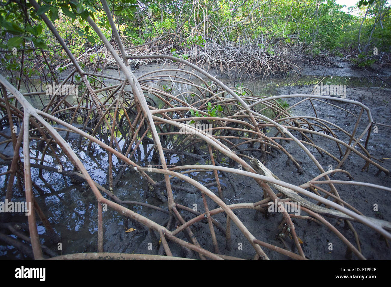 Mud water tree roots High Resolution Stock Photography and Images - Alamy