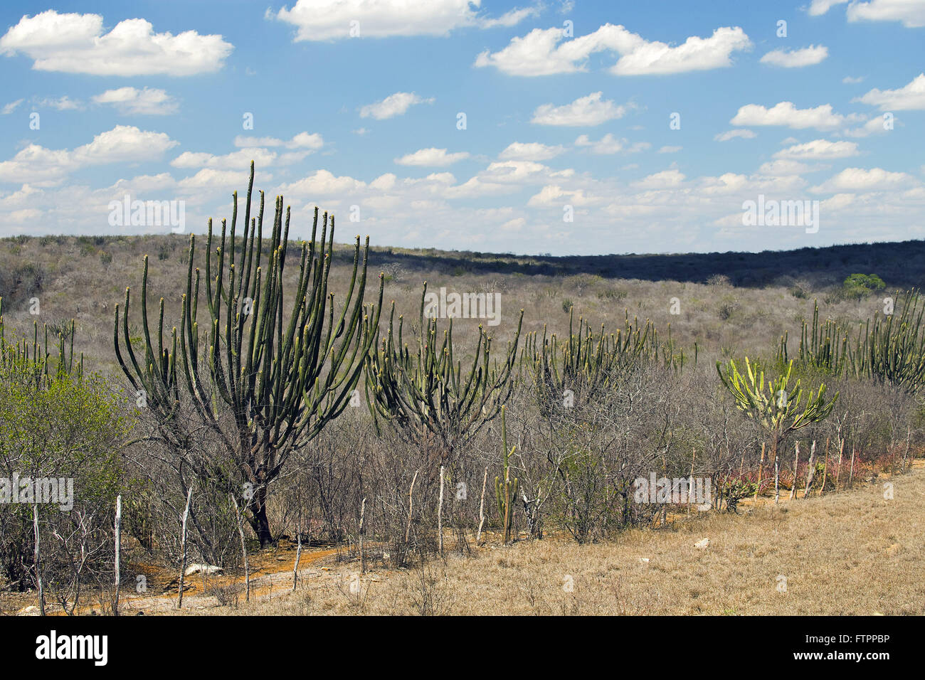 Savanna landscape in Paraiba hinterland - the Cariri Stock Photo