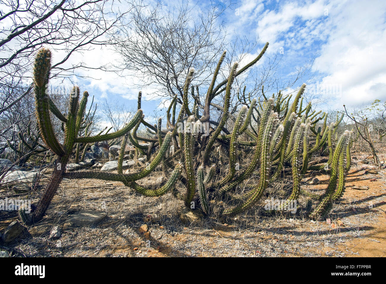 Xique-xique cacti amid savanna vegetation in Paraiba hinterland - the Cariri Stock Photo