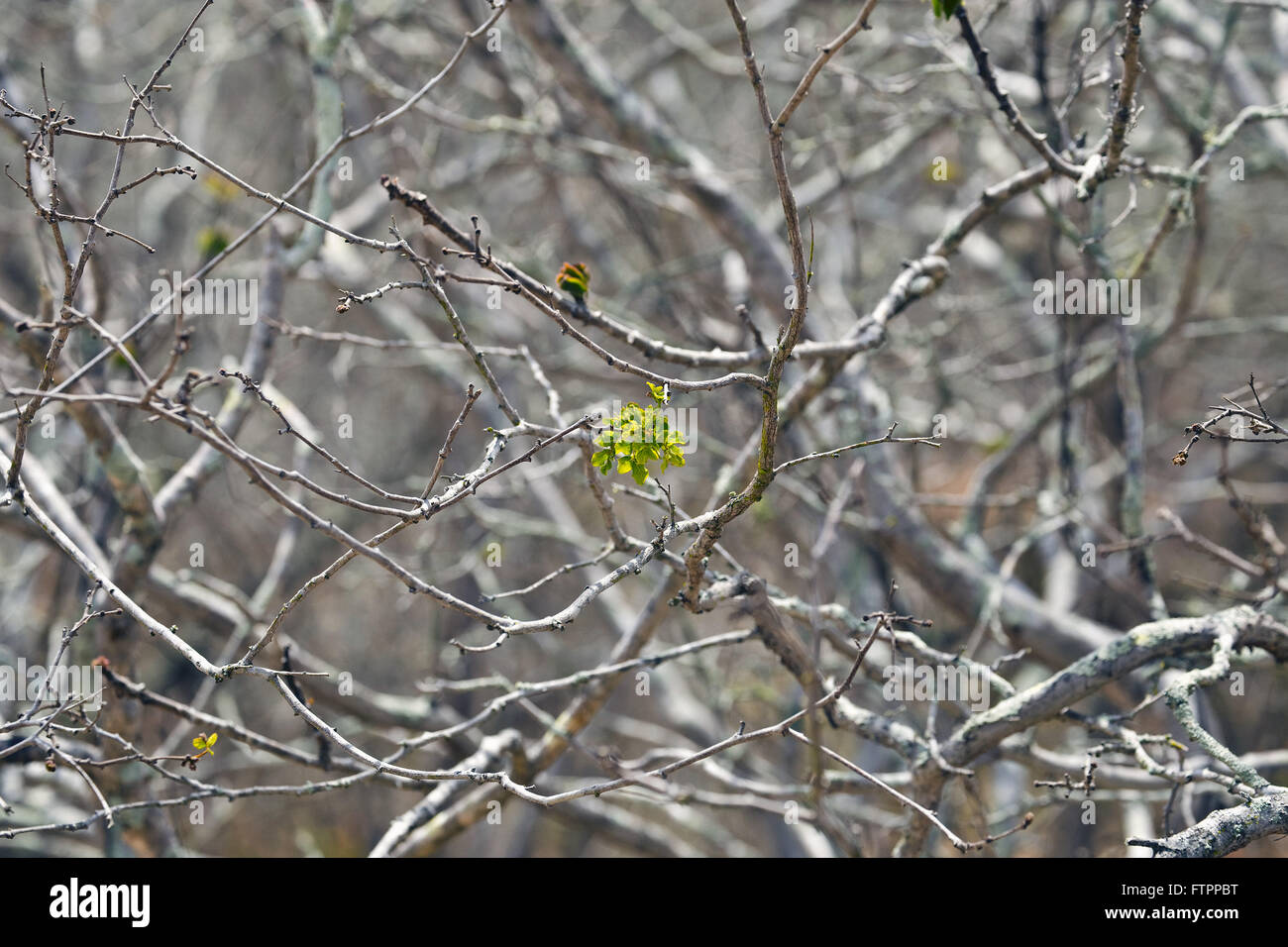 Plant regrowth in the backwoods of Paraiba Stock Photo