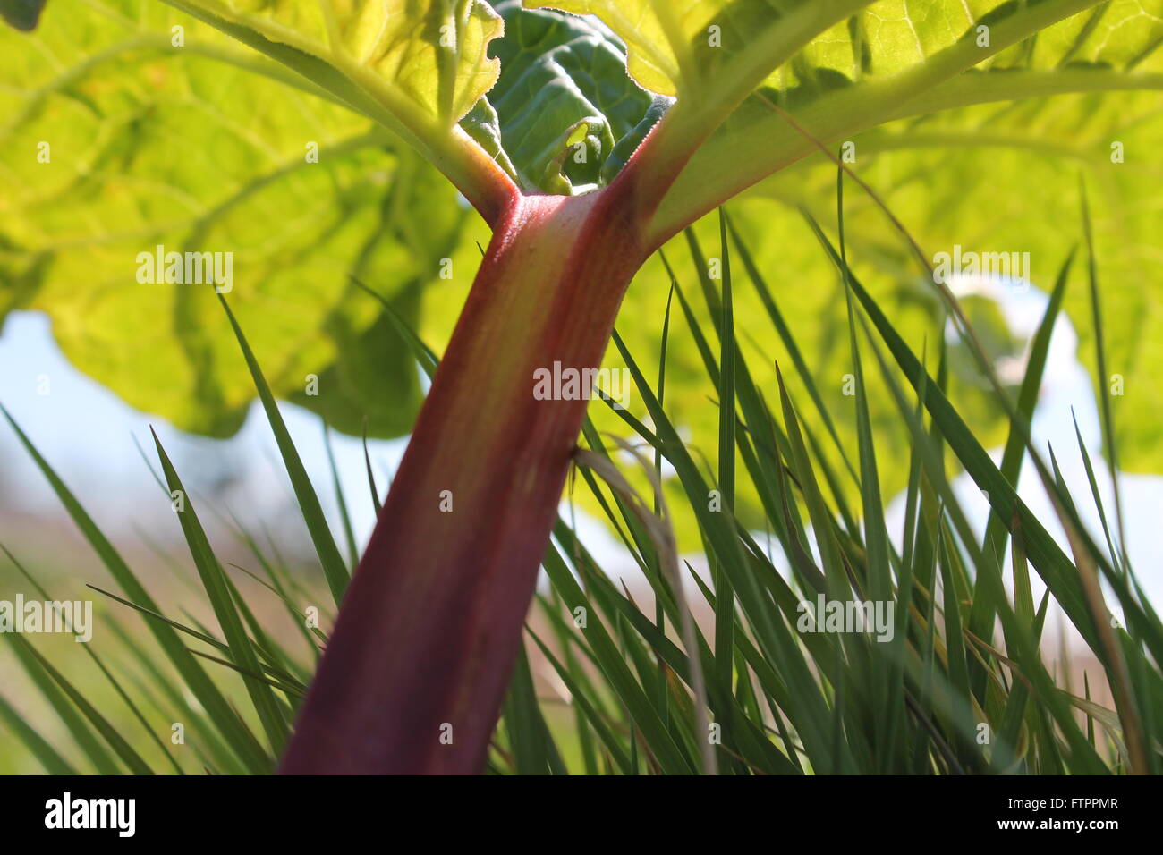 Rhubarb plant taken from low level in sunshine Stock Photo