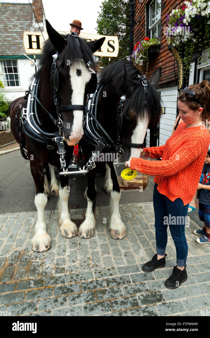 Shire horses, Monty and Winston, pulling the Harveys dray cart, Lewes  East Sussex, England UK Stock Photo