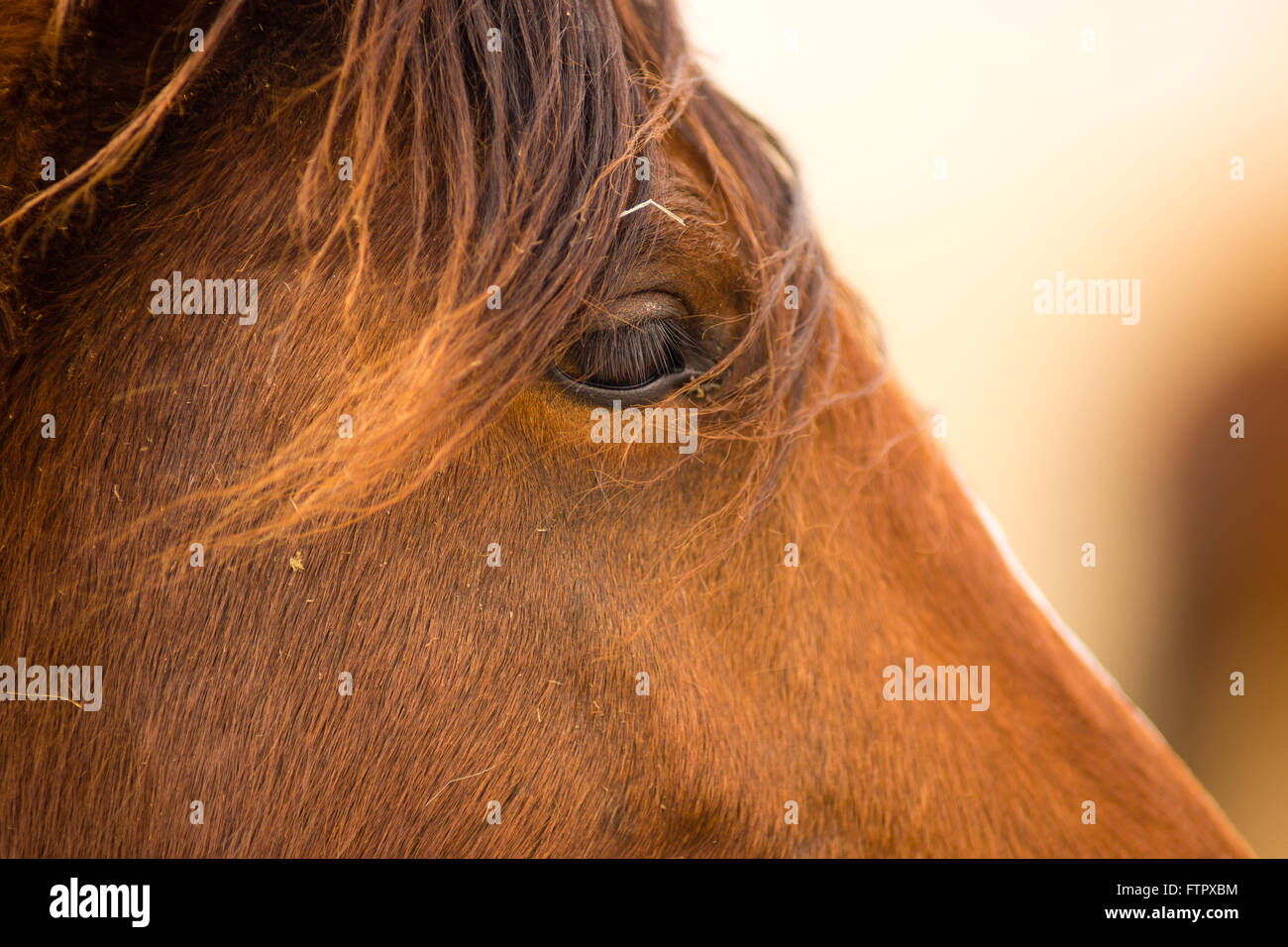 Wild Horse Face Portrait Oregon Bureau of Land Management Stock Photo