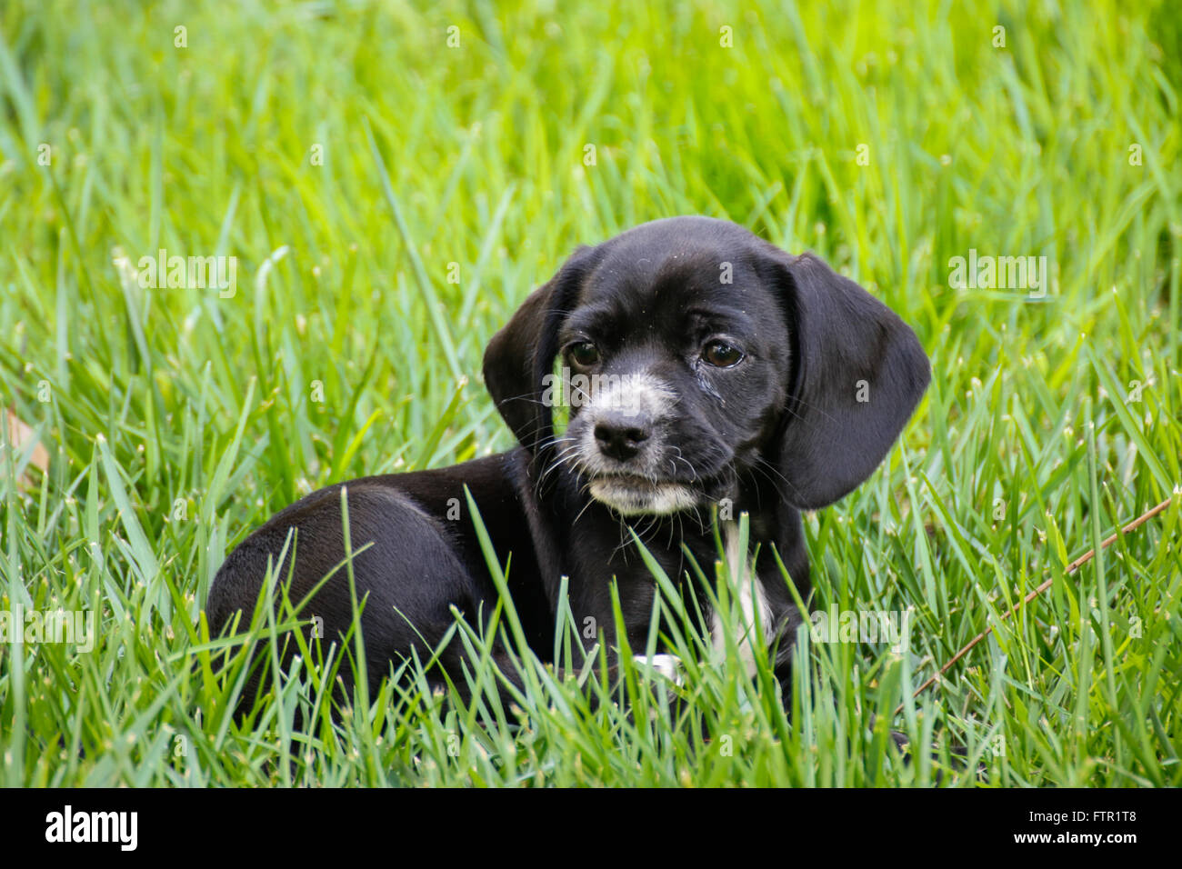 Black beagle and cocker spaniel mix Stock Photo Alamy