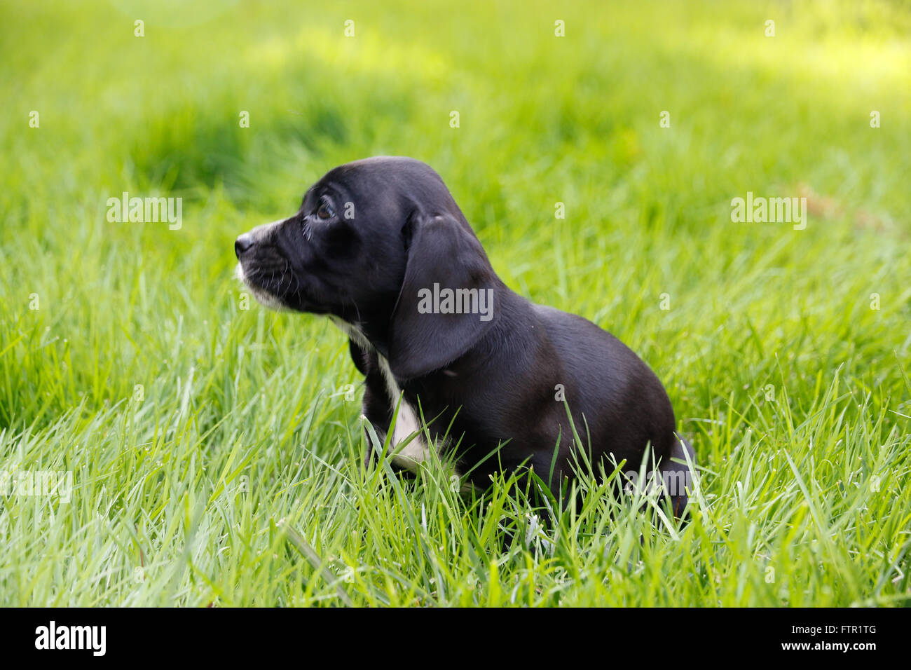 Beagle Cocker Spaniel Mix Black beagle and cocker spaniel mix Stock Photo - Alamy