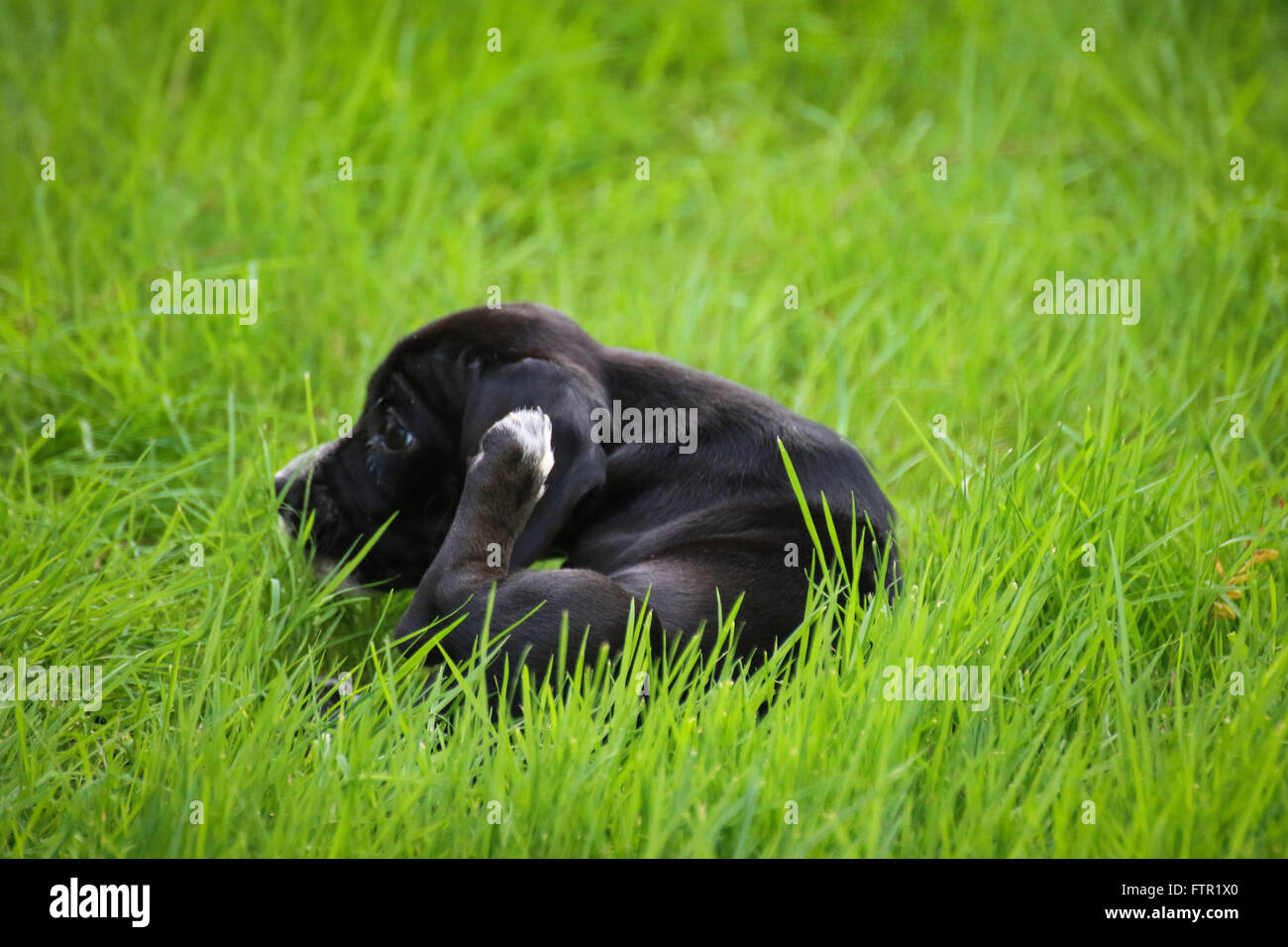 Cocker Spaniel Beagle Lab Mix