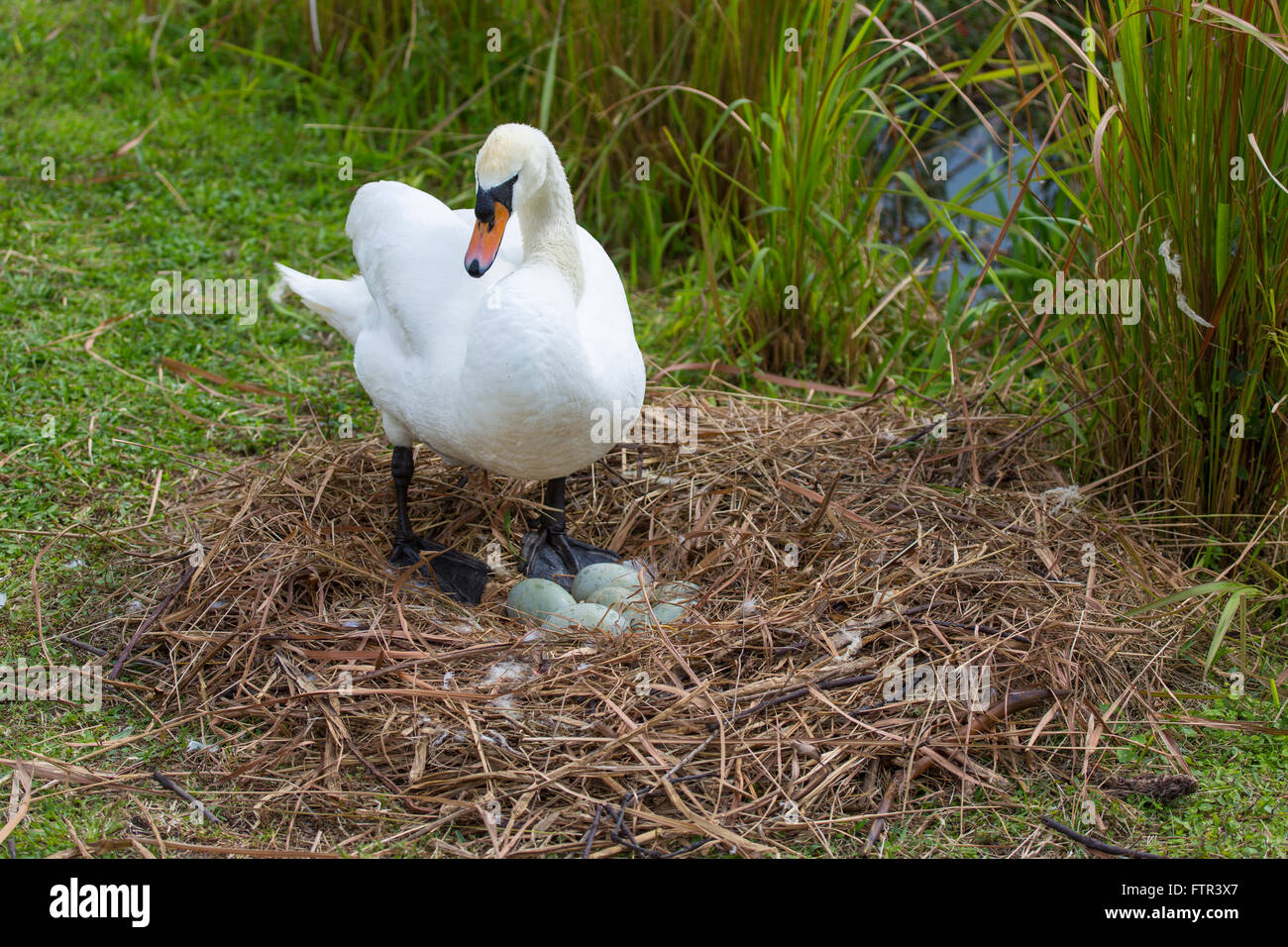 Mother Mute Swan (Cygnus olor) on nest with eggs on edge of Lake Morton in Lakeland Florida Stock Photo