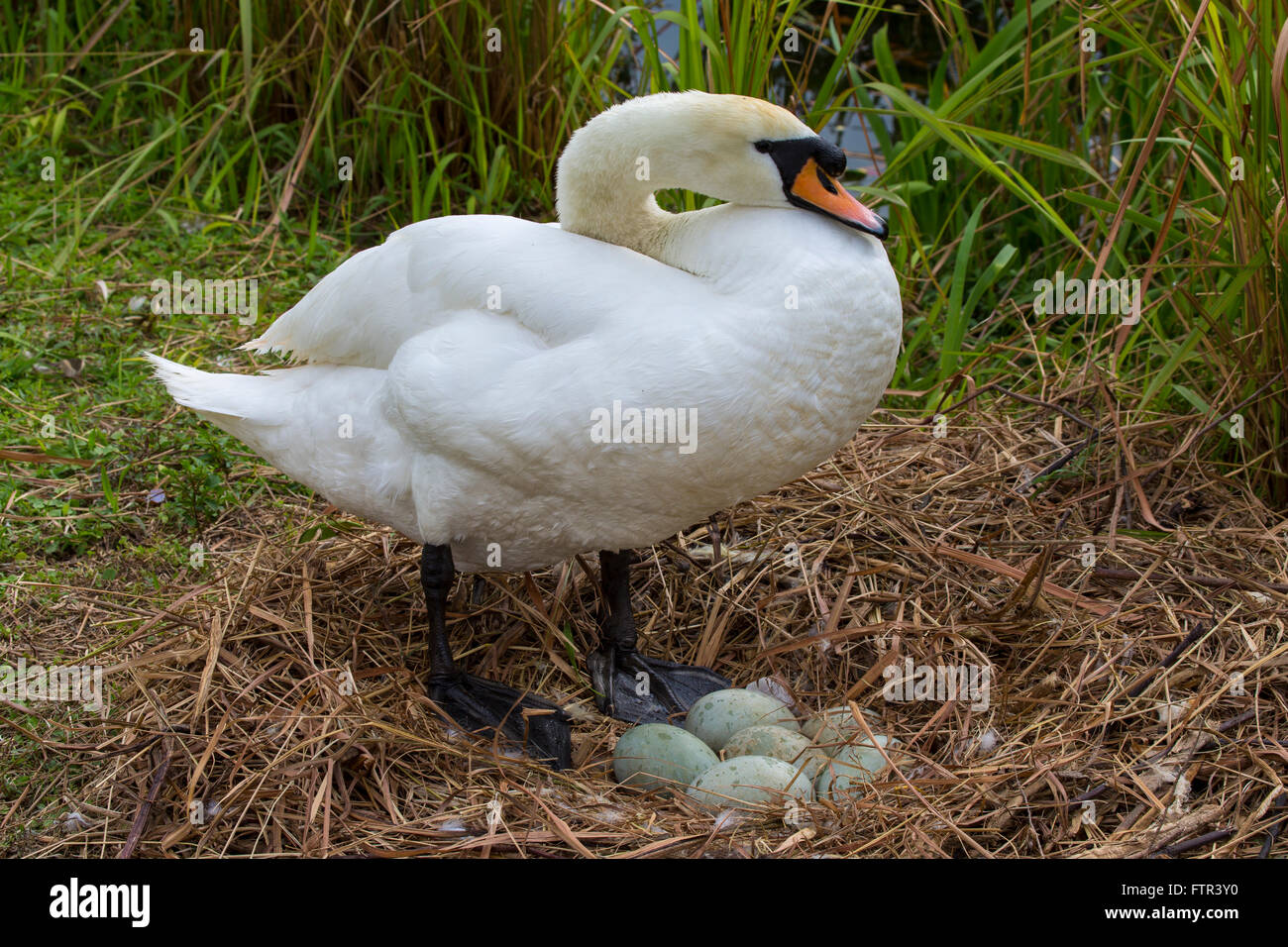 Mute swan eggs in nest High Resolution Stock Photography and Images Alamy