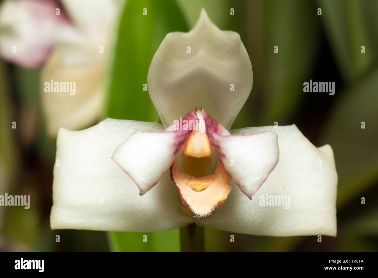 Orchid Maxillaria sp. flowering in montane rainforest in the Ecuadorian Andes Stock Photo