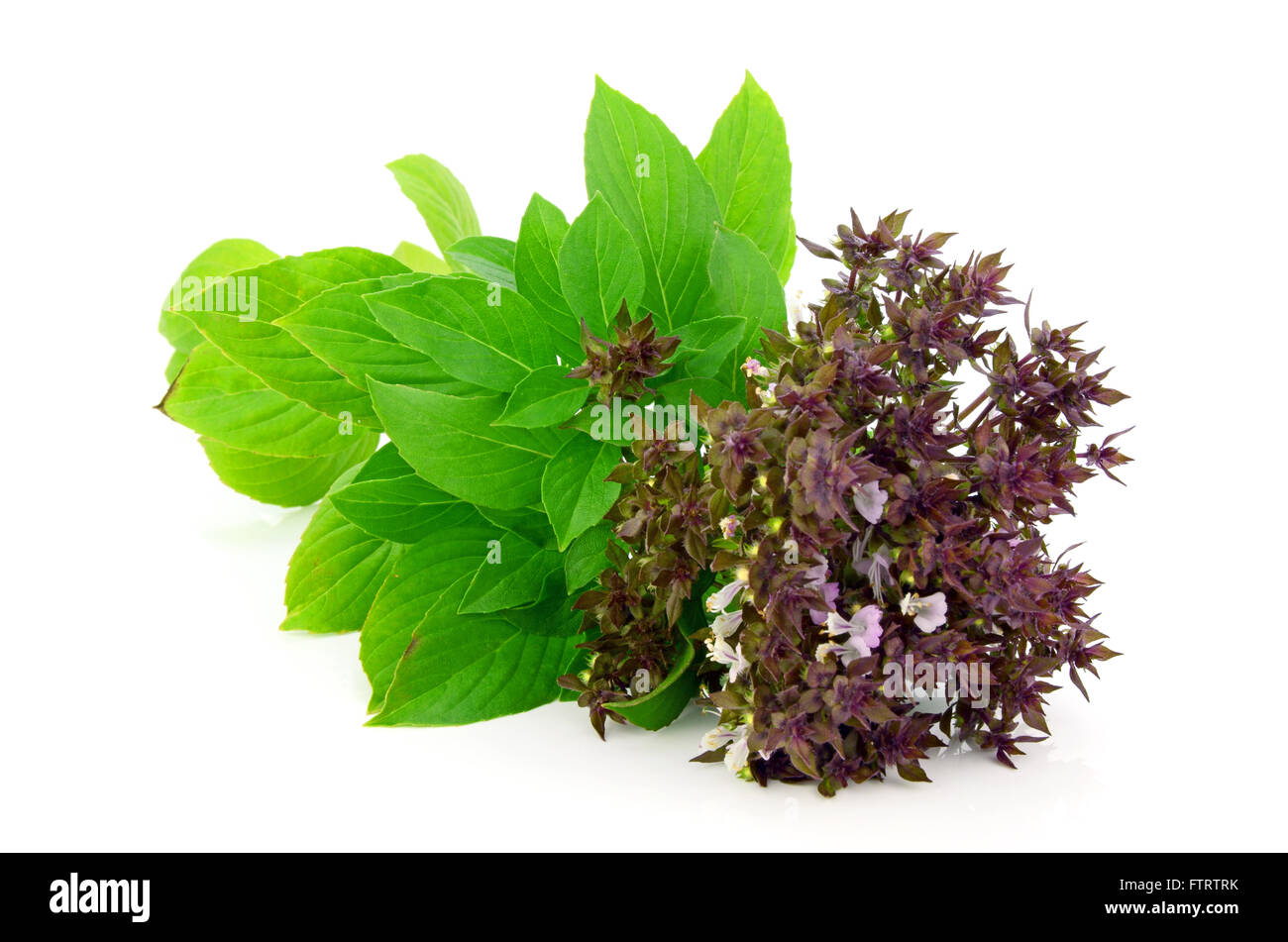 Sweet Basil Leaf with flowers (Ocimum basilicum Linn) Isolated on White Background. Stock Photo