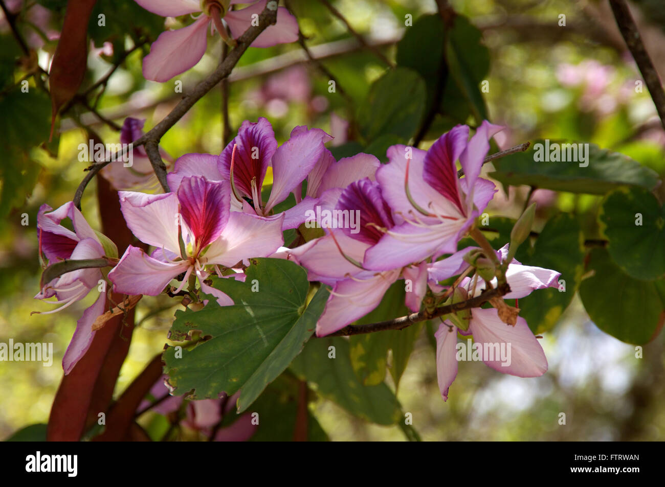 Hong Kong Orchid Tree High Resolution Stock Photography And Images Alamy