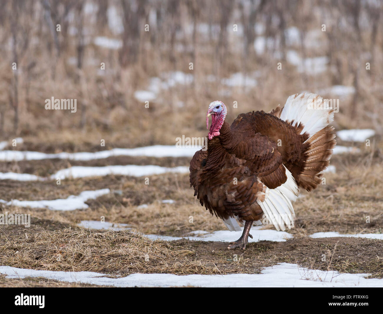 A Red Bourbon Turkey in the spring in Minnesota Stock Photo Alamy