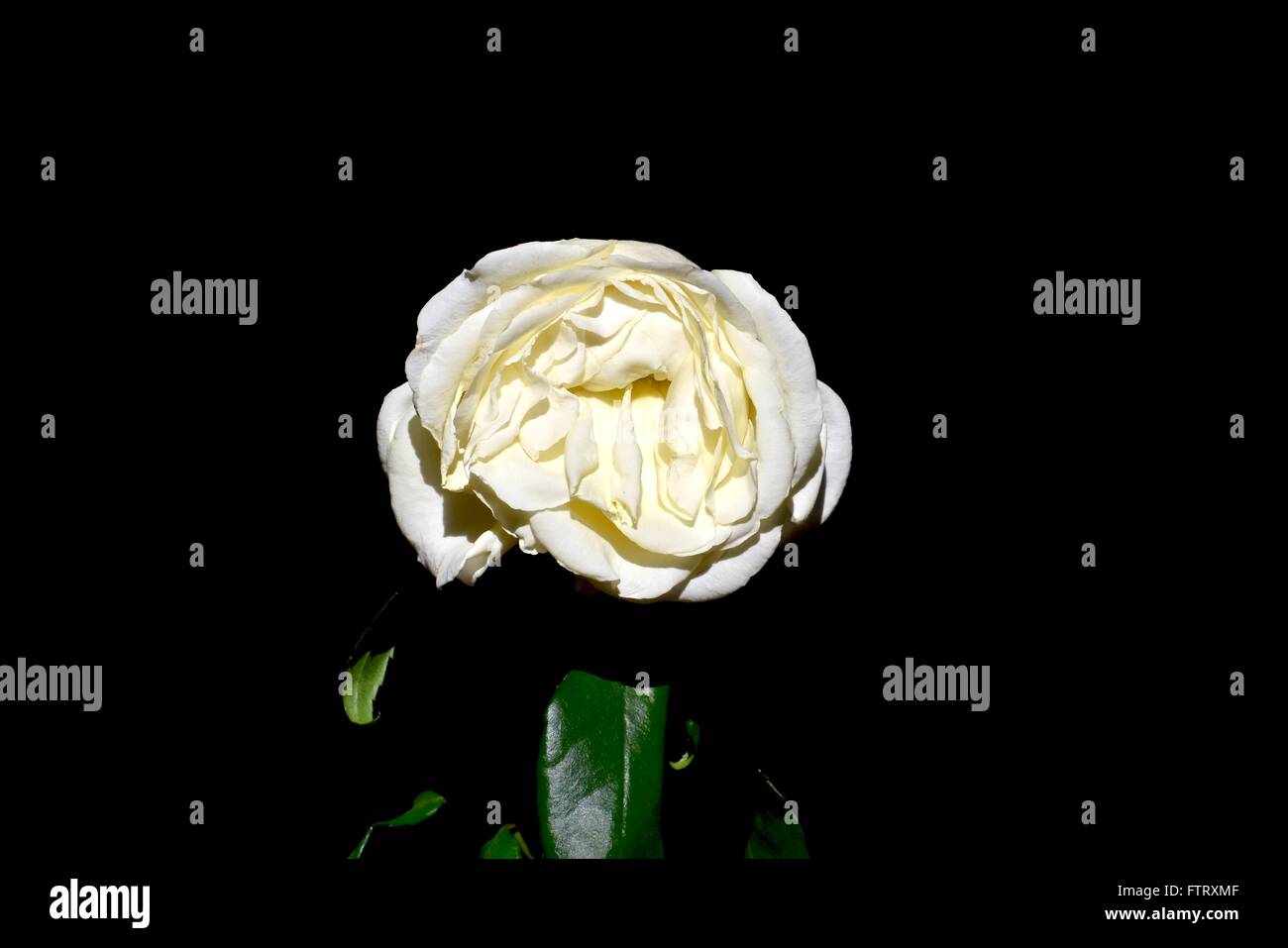 Wilted white rose on a black background Stock Photo Alamy