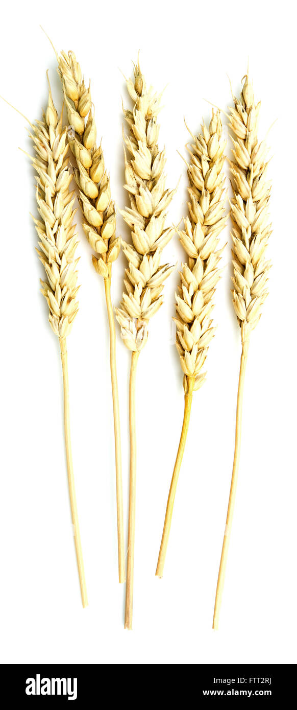 wheat ears isolated on a white background Stock Photo