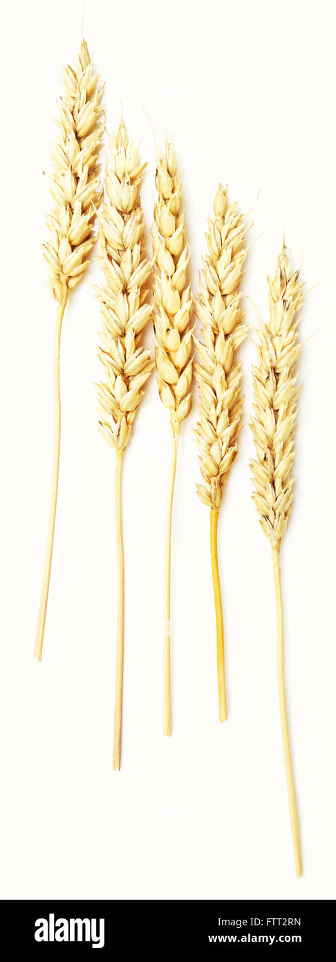 wheat ears isolated on white background Stock Photo