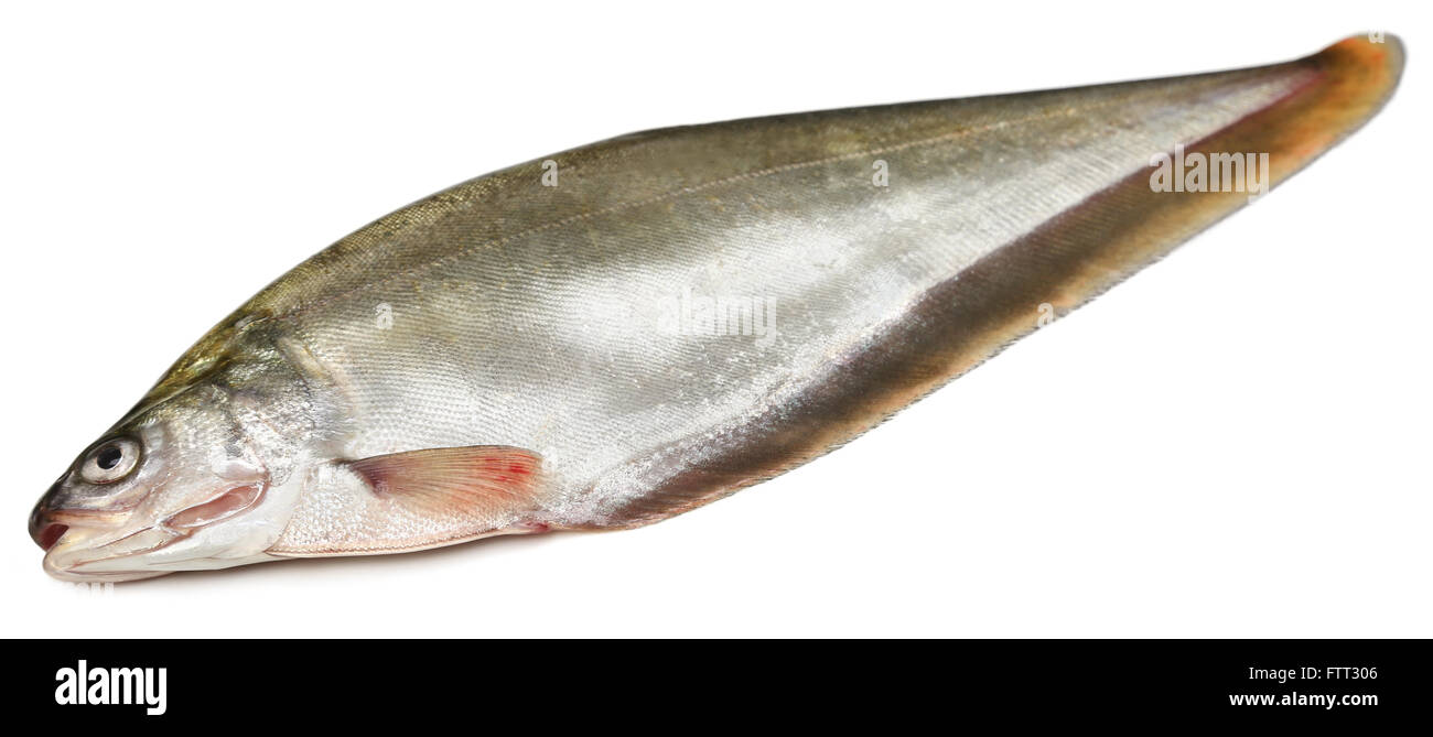 Bronze featherback hires stock photography and images Alamy