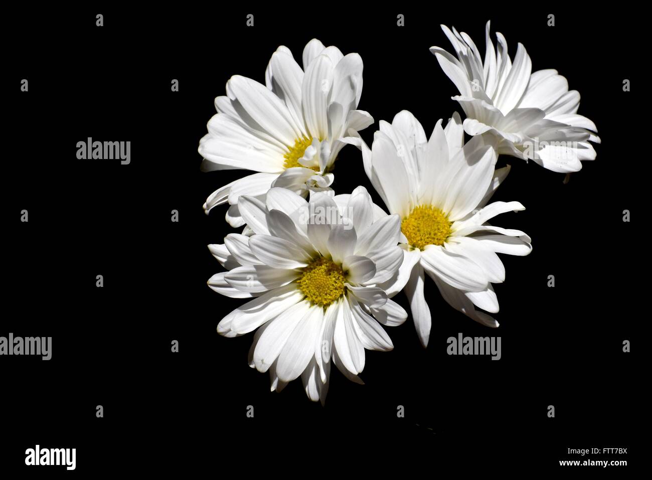 White daisies on a black background Stock Photo - Alamy