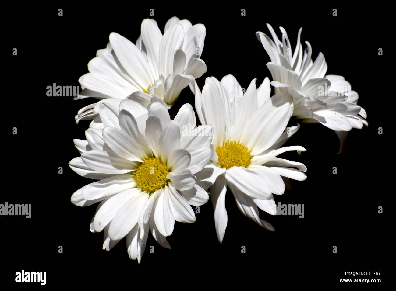 White daisies on a black background Stock Photo - Alamy